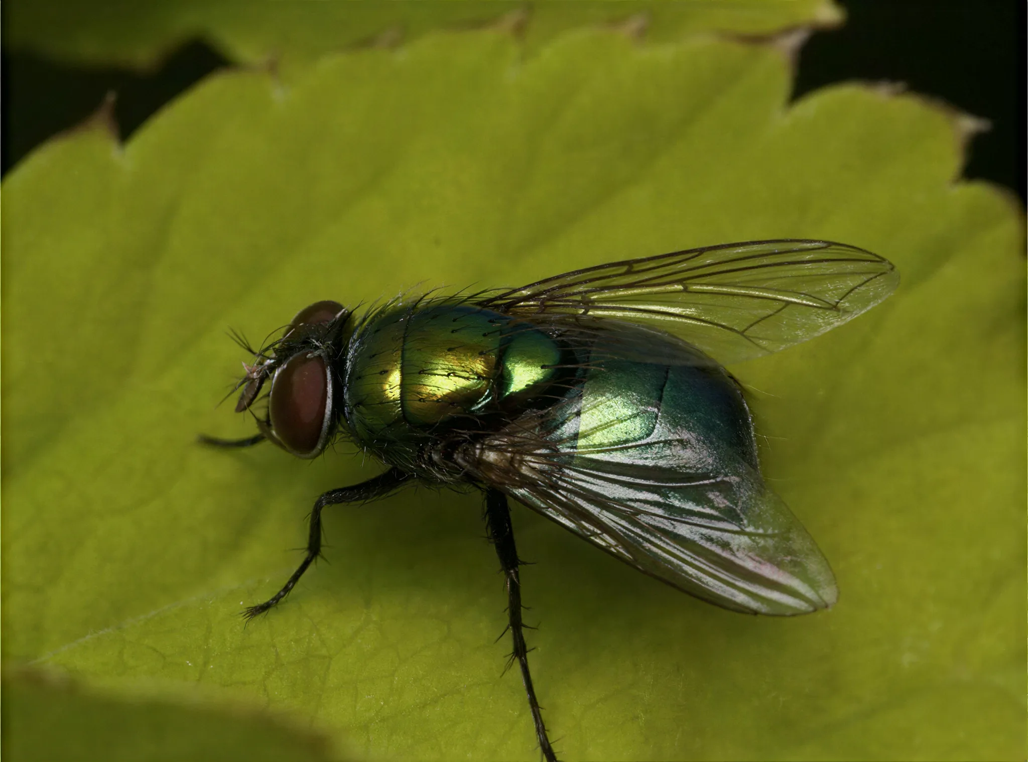 Housefly