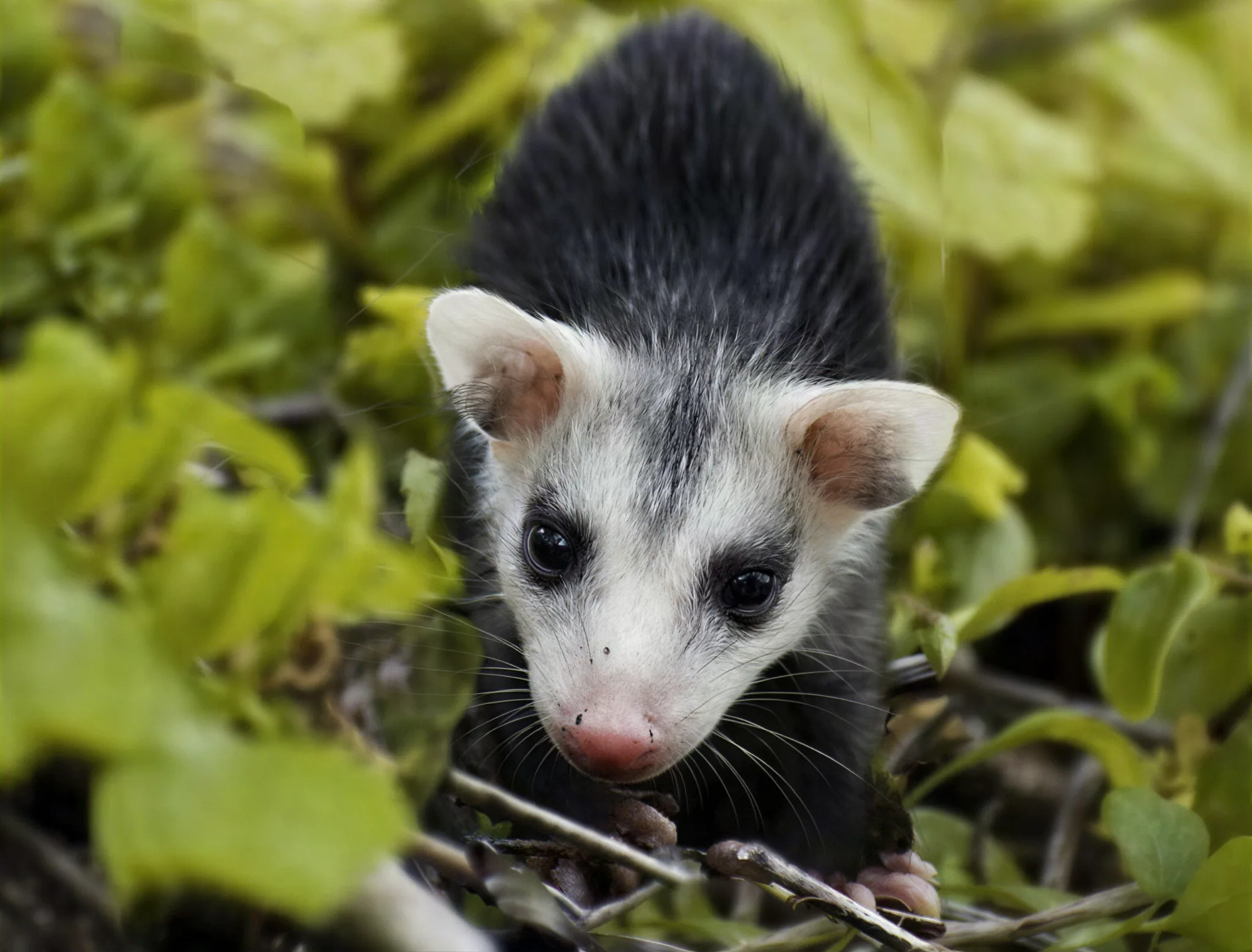 Virginia Opossum