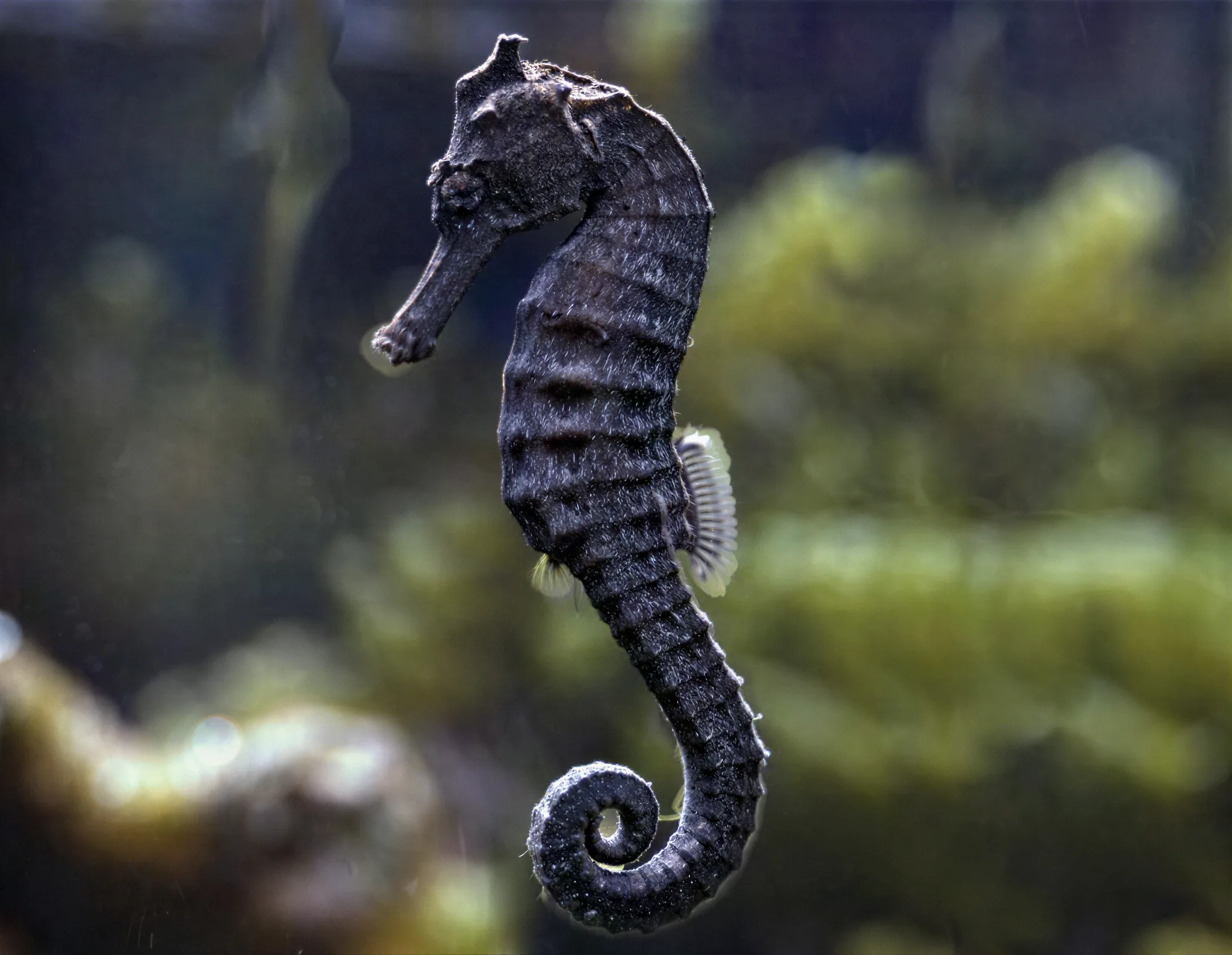 Seahorse